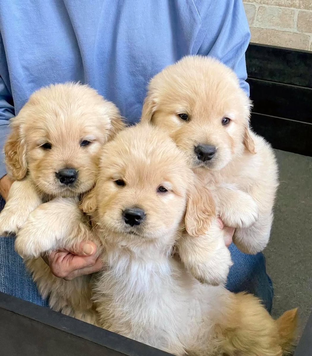 Golden Retriever puppies.