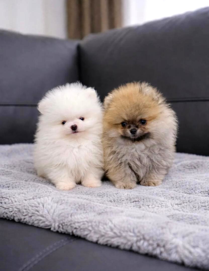 High Quality Pomeraniann Puppies