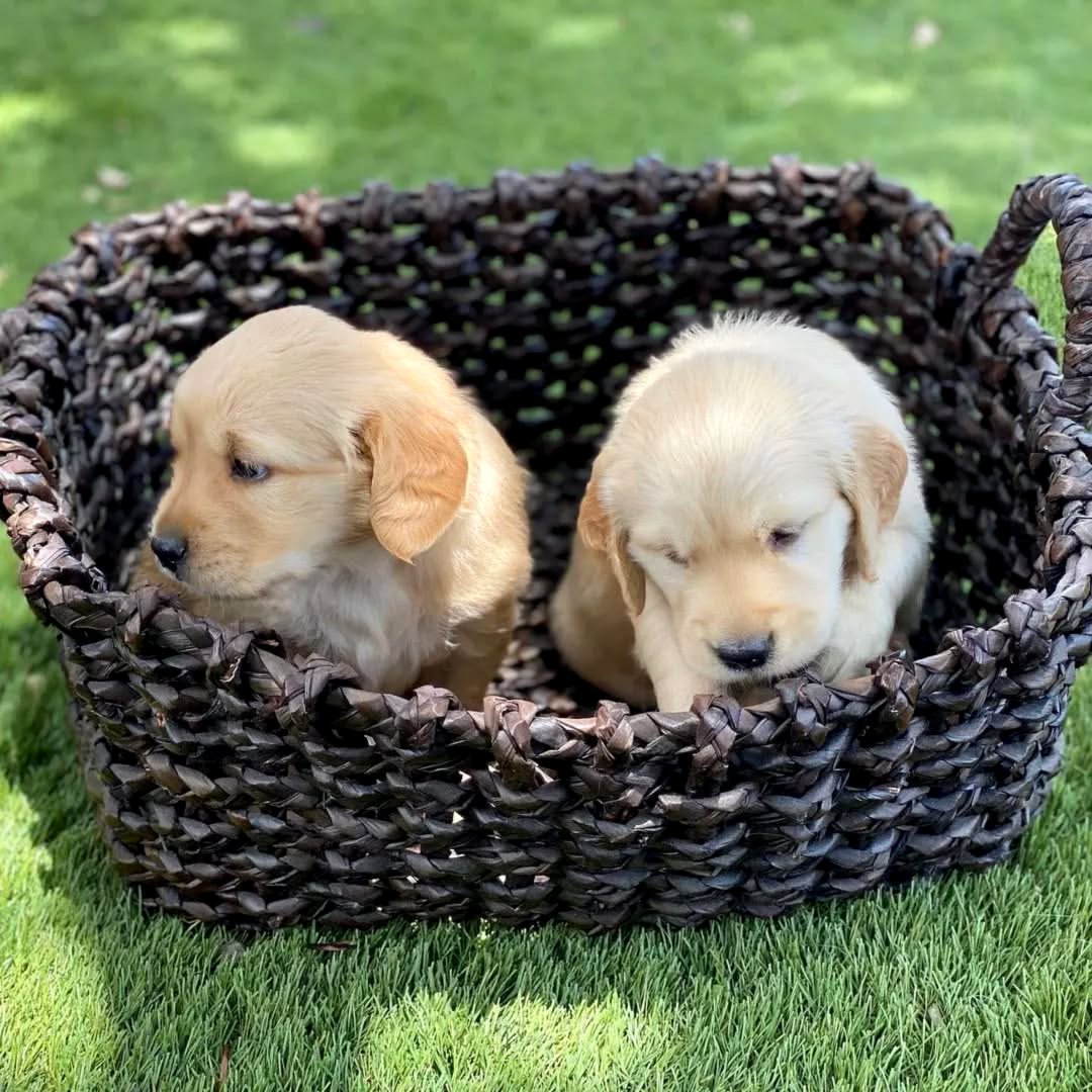 Golden Retriever puppies.