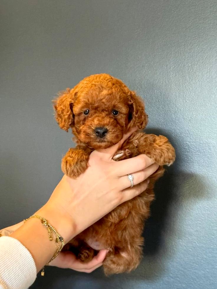 Adorable Toy Poodle Puppies.
