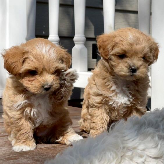 Adorable Maltipoo Babies