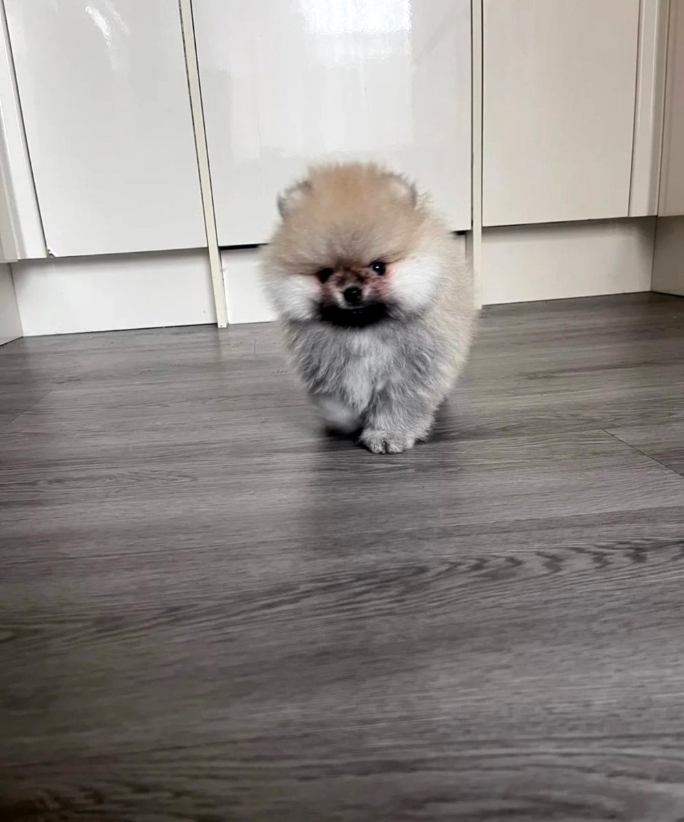 High Quality Pomeraniann Puppies