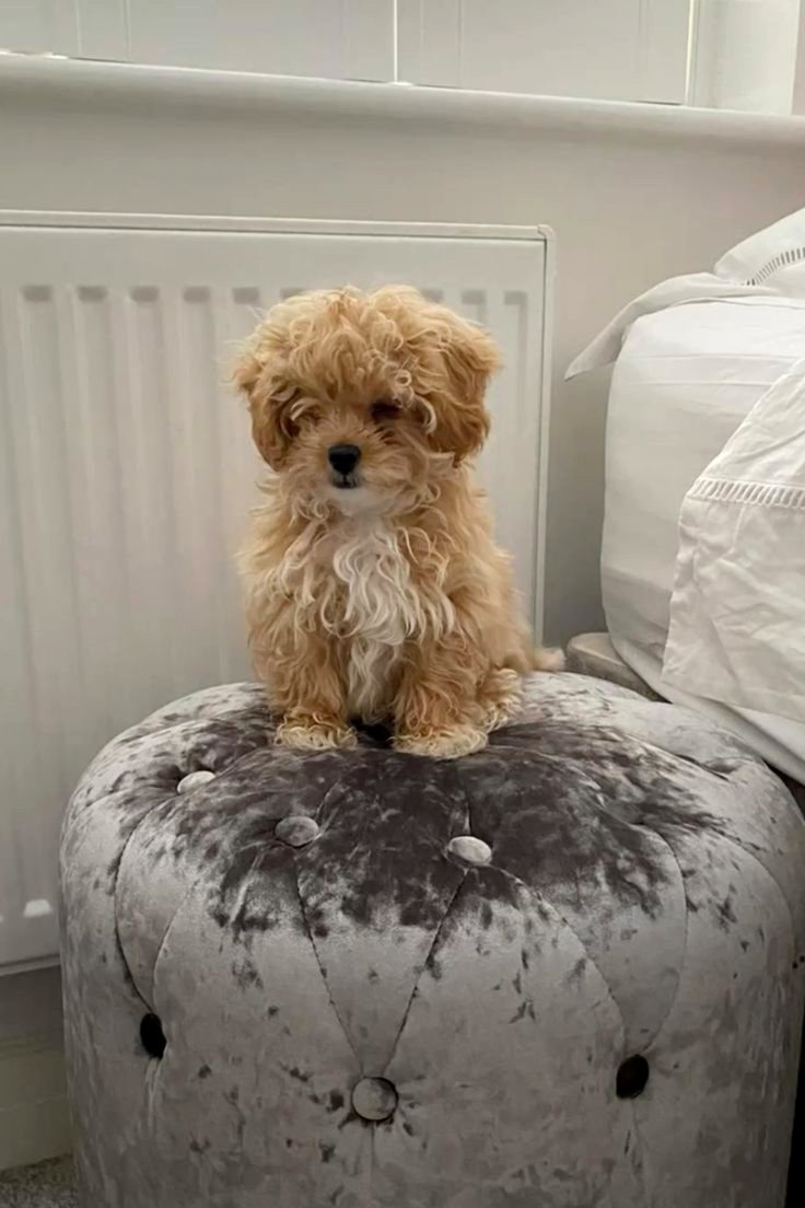 Adorable Maltipoo Babies