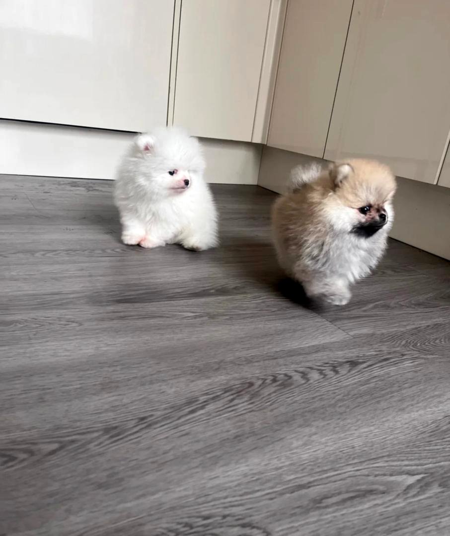 High Quality Pomeraniann Puppies