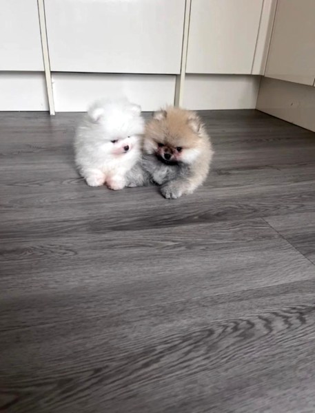 High Quality Pomeraniann Puppies