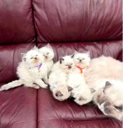 Skaisti regdolu kaķēni 🐾 1 puika un 2 meitenes