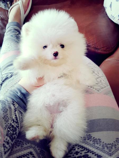 Purebred Pomeranian Puppies Available