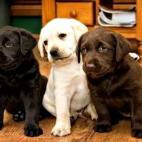Labrador Retriever Puppies Available.