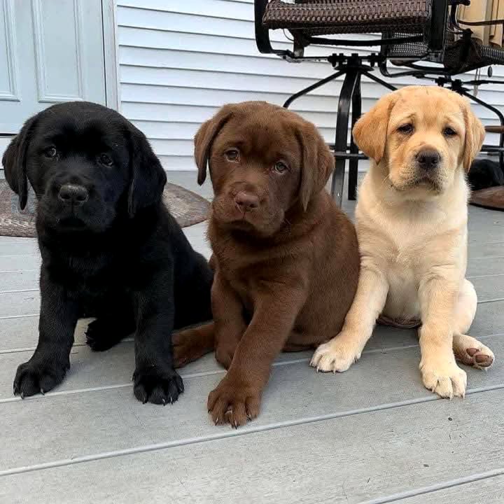 Labrador Retriever Puppies Available.