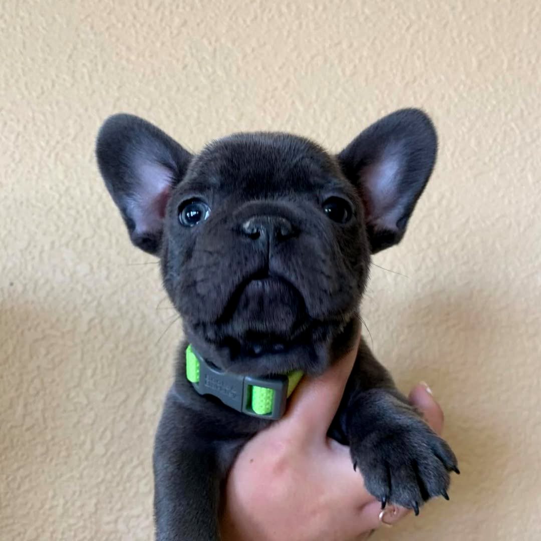 French Bulldog Puppies 