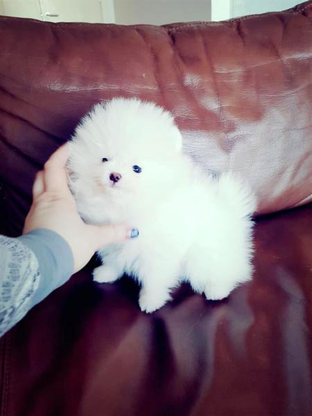 Purebred Pomeranian Puppies Available