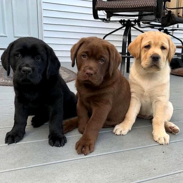 Labrador Retriever Puppies Available.