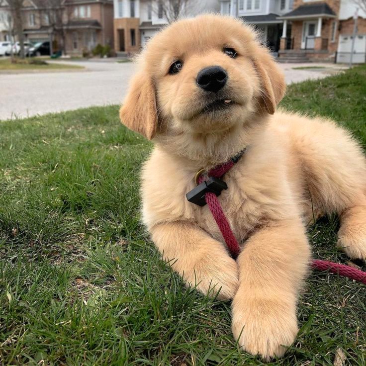 Perfect golden retriever puppies for sale