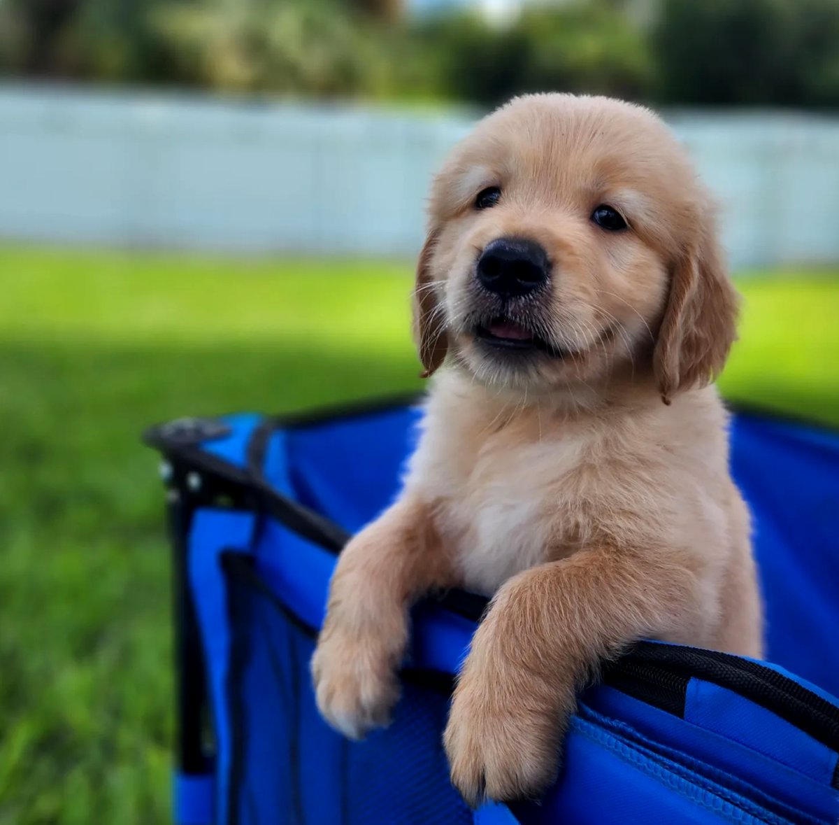 Golden retriever puppies for sale
