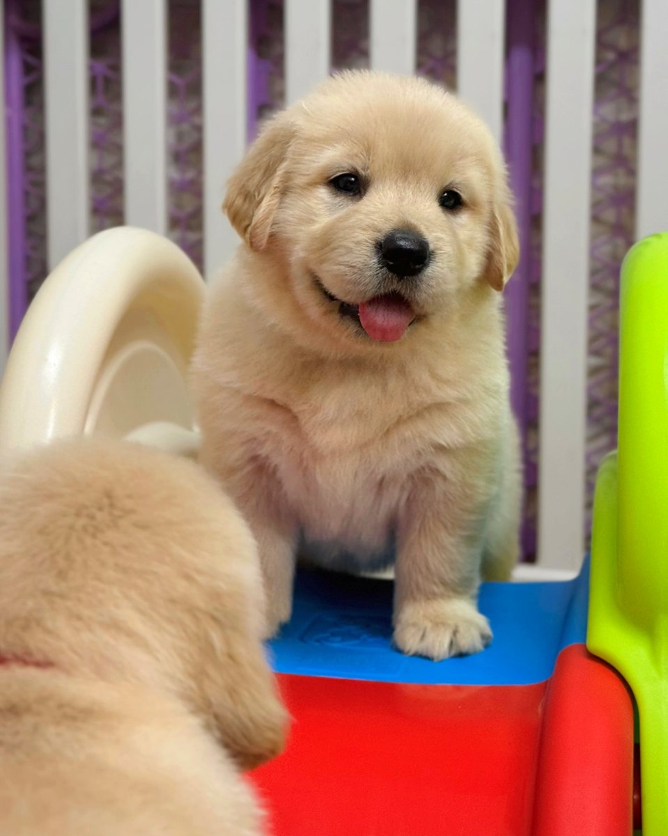 Good golden retriever puppies for sale