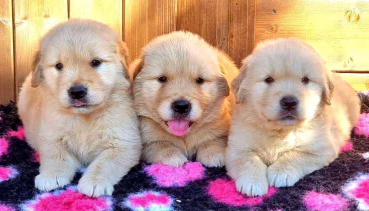 Masterclasses golden retriever puppies for sale