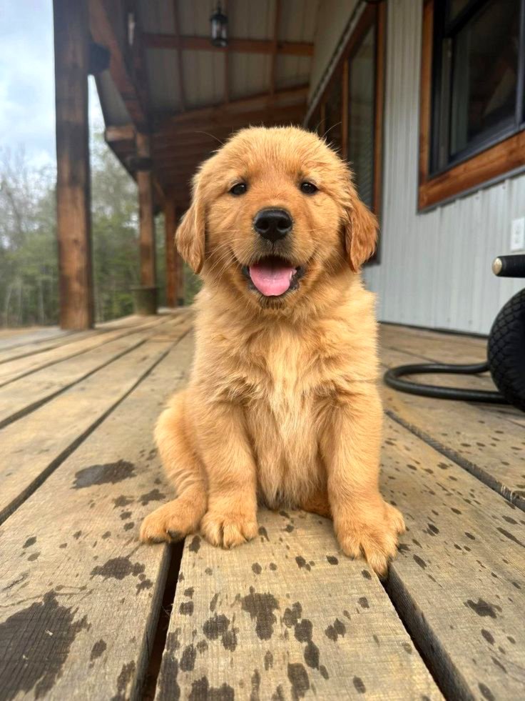 Cut golden retriever puppies for sale