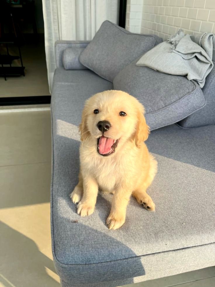 Golden retriever puppies for sale
