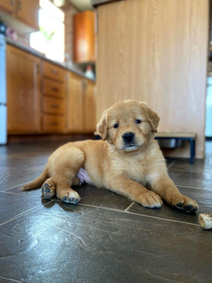 Beautiful golden retriever puppies for sale