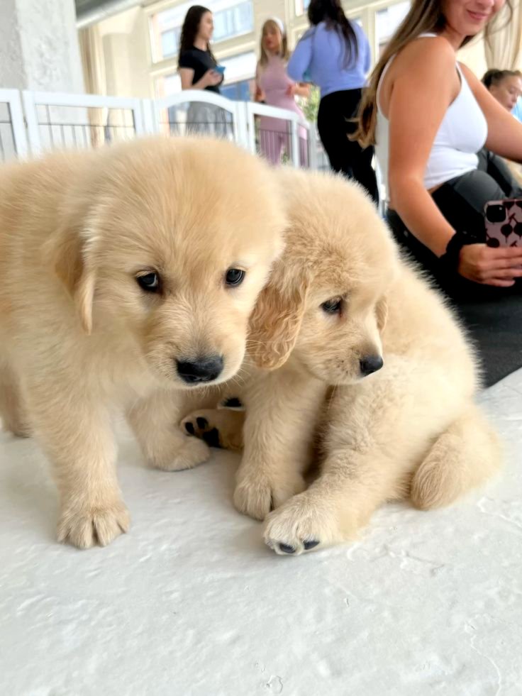 Golden retriever puppies for sale