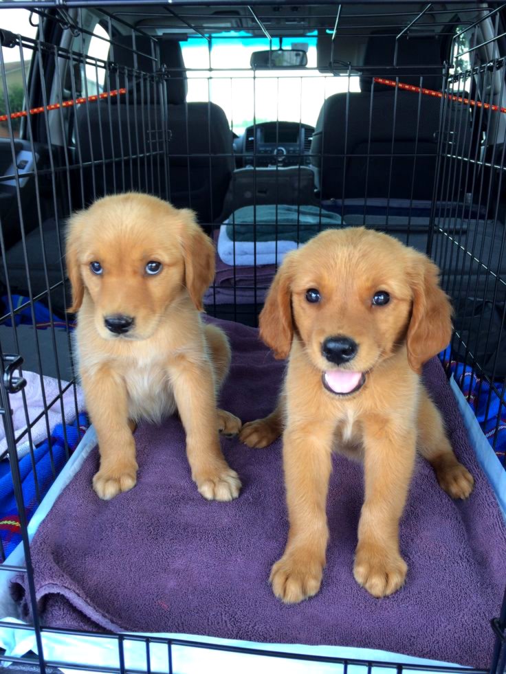 Golden retriever puppies for sale