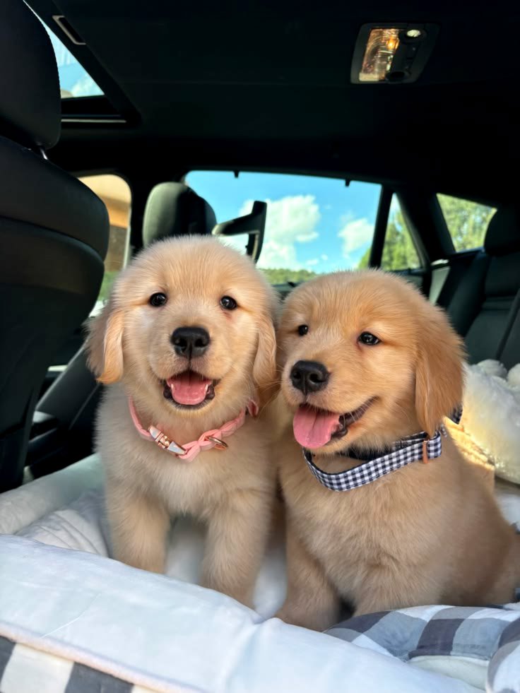 Fantastic golden retriever puppies for sale