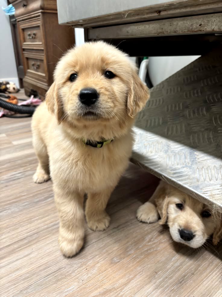 Adorable golden retriever puppies for sale