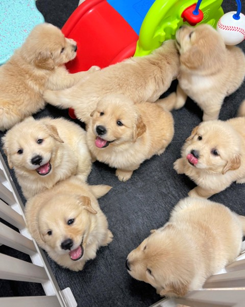 9 sunshine golden retriever puppies for sale