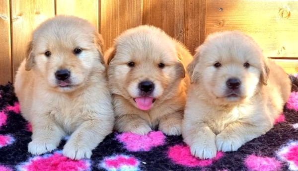 Masterclasses golden retriever puppies for sale