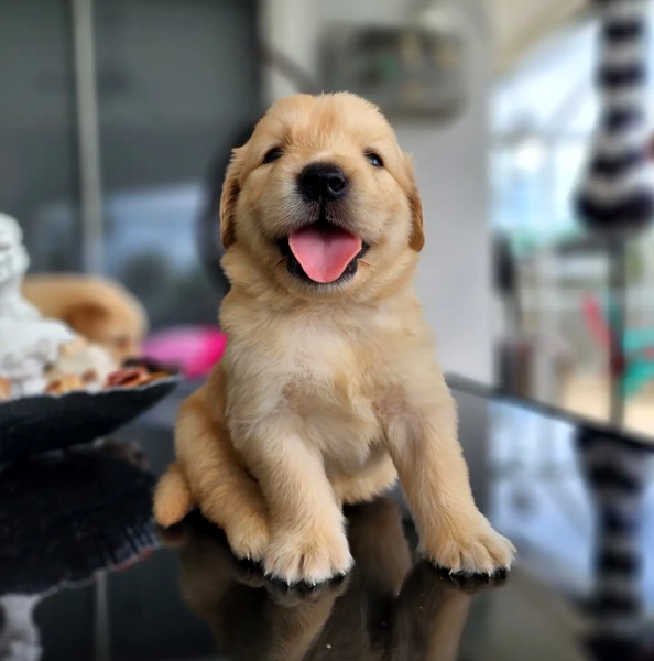 Small fresh golden retriever puppies for sale