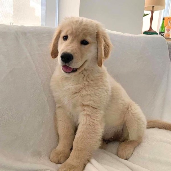 Fast class golden retriever puppies for sale