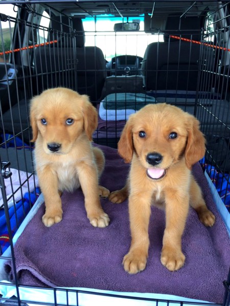 Golden retriever puppies for sale