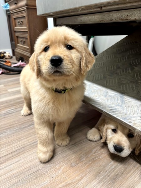 Adorable golden retriever puppies for sale