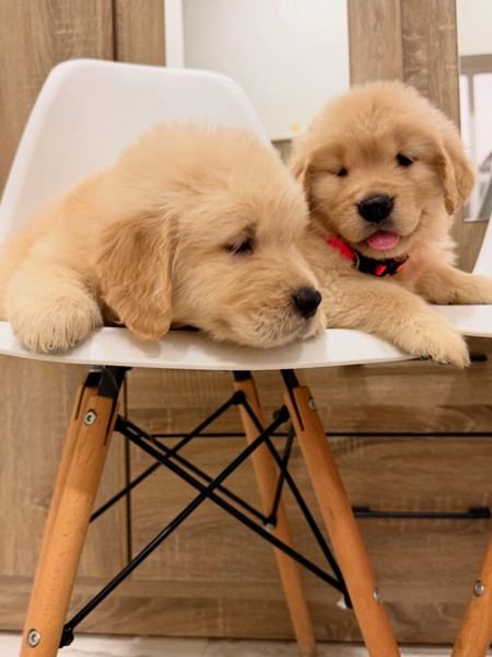 Adorable golden retriever puppies for sale