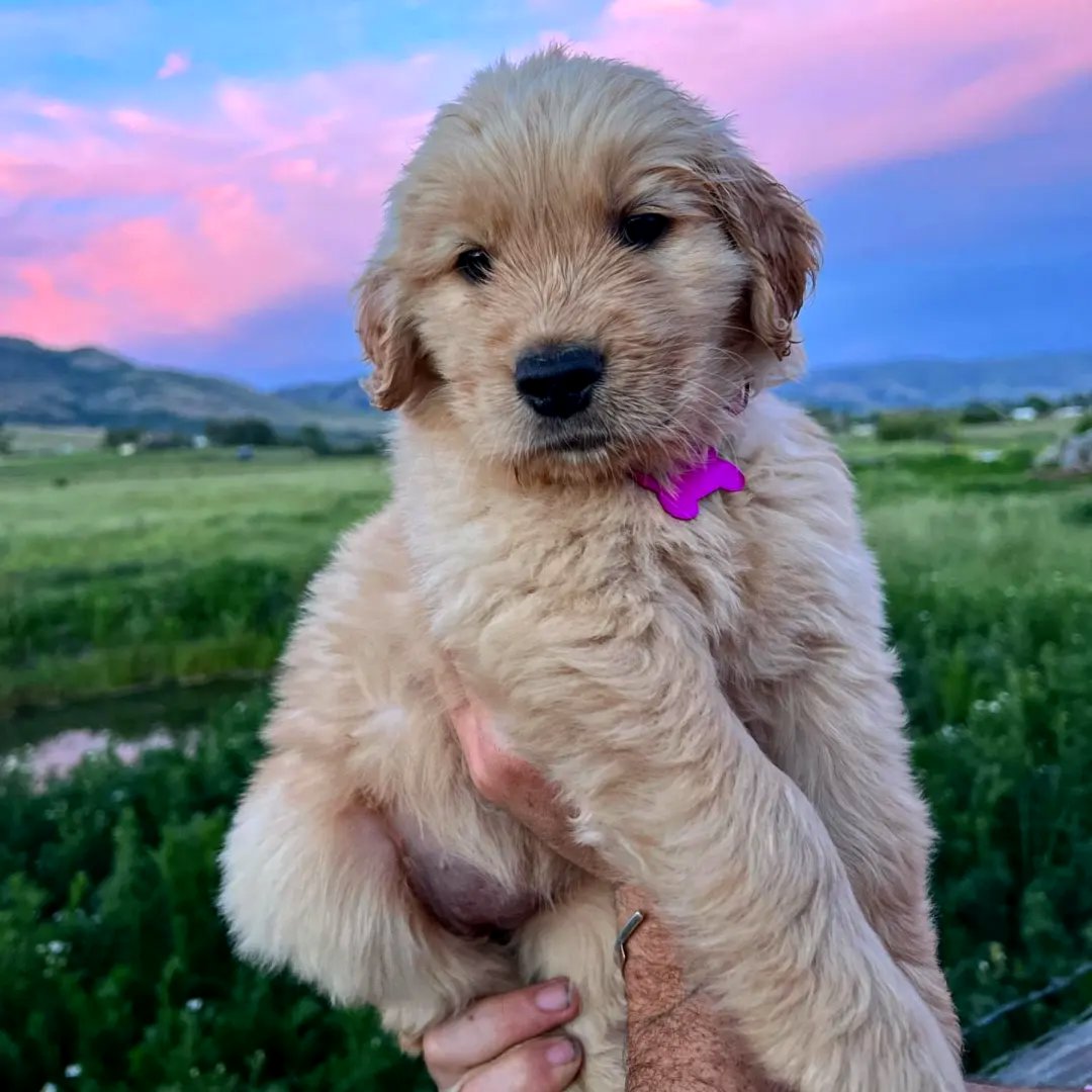 Golden retriever puppies for sale