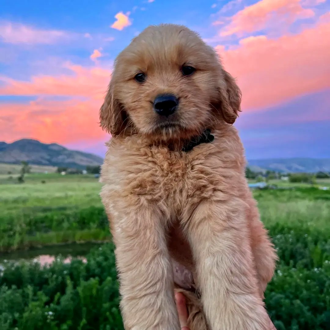 Golden retriever puppies for sale