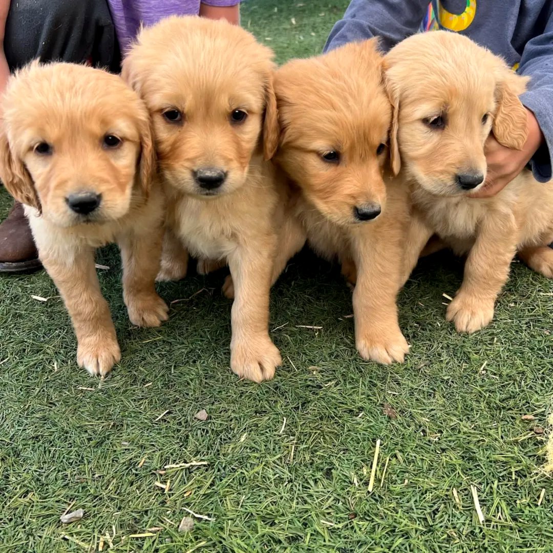 Adorable golden retriever puppies for sale