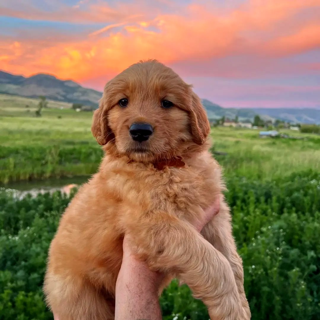 Golden retriever puppies for sale