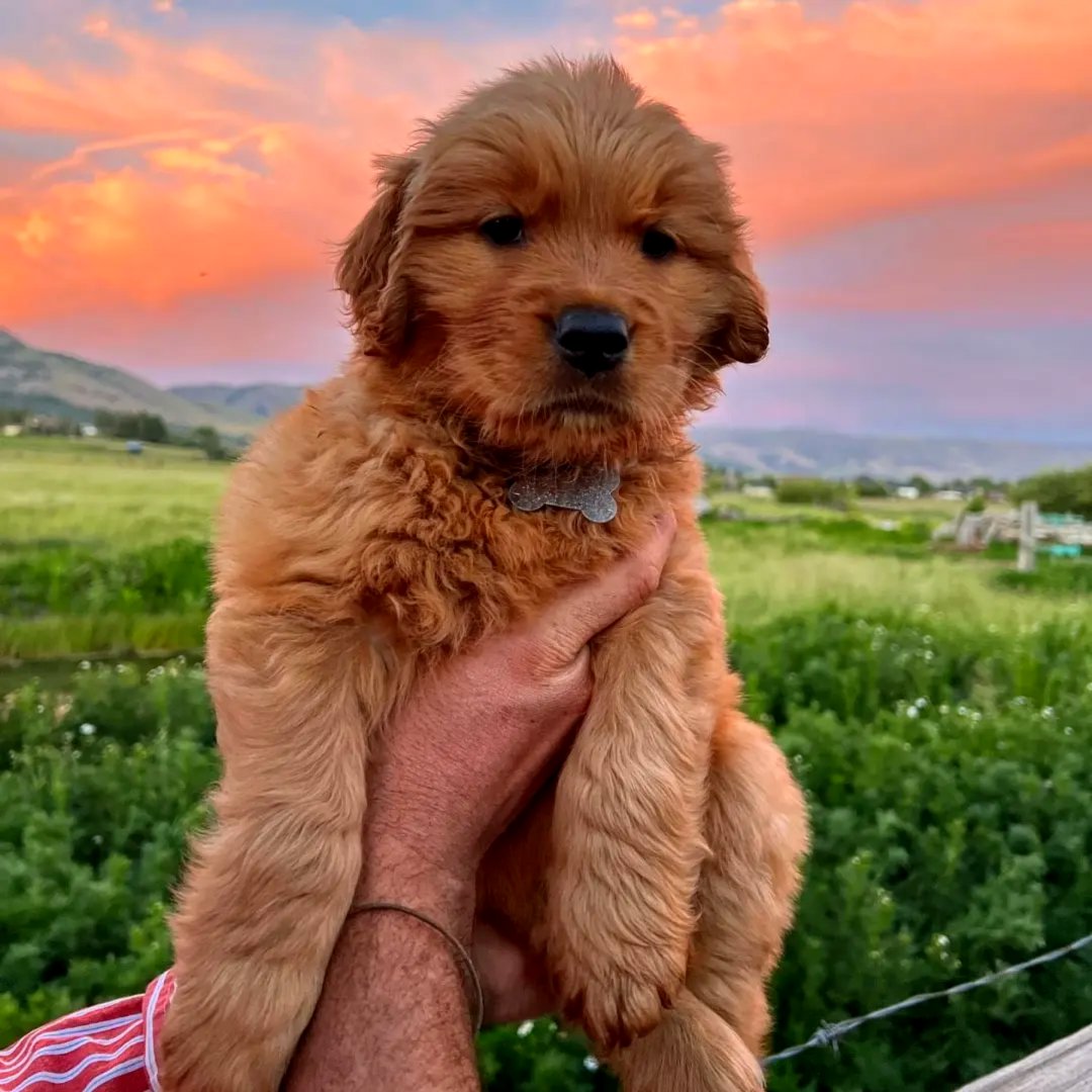 Golden retriever puppies for sale