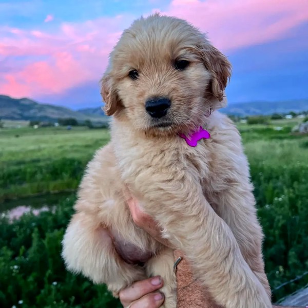 Golden retriever puppies for sale