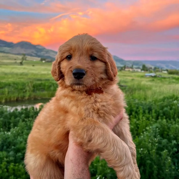 Golden retriever puppies for sale
