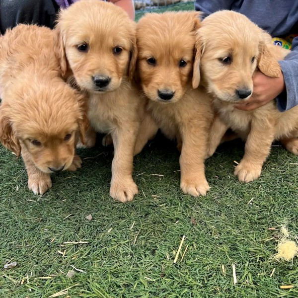 Adorable golden retriever puppies for sale