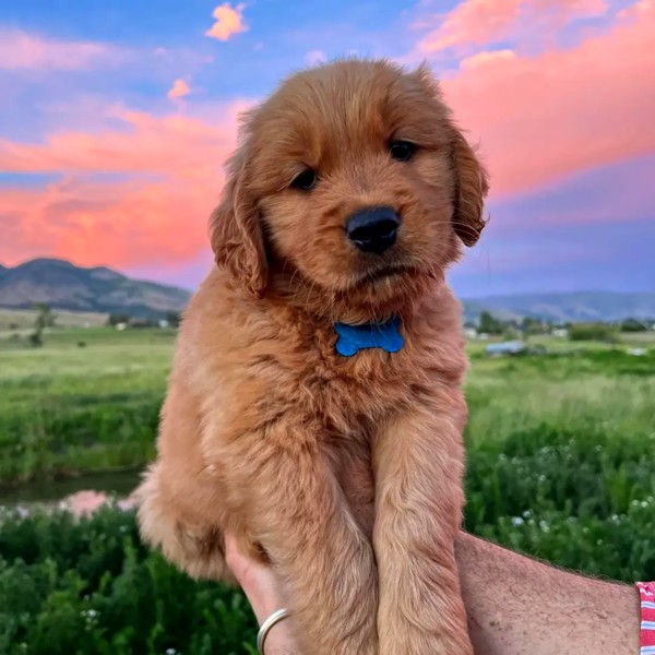 Golden retriever puppies for sale