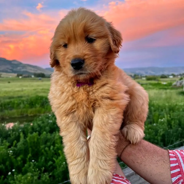 Golden retriever puppies for sale