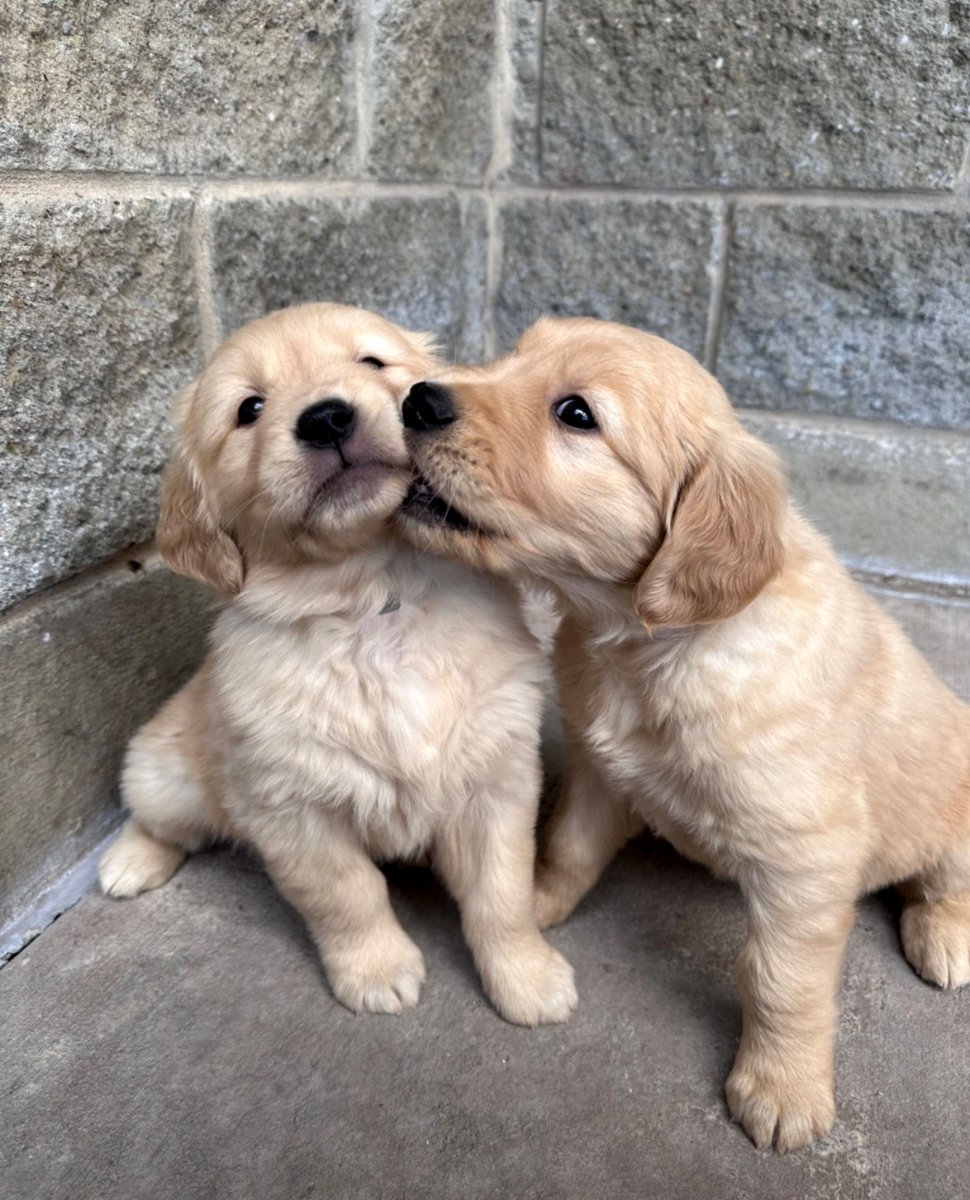 Golden Retriever Puppies