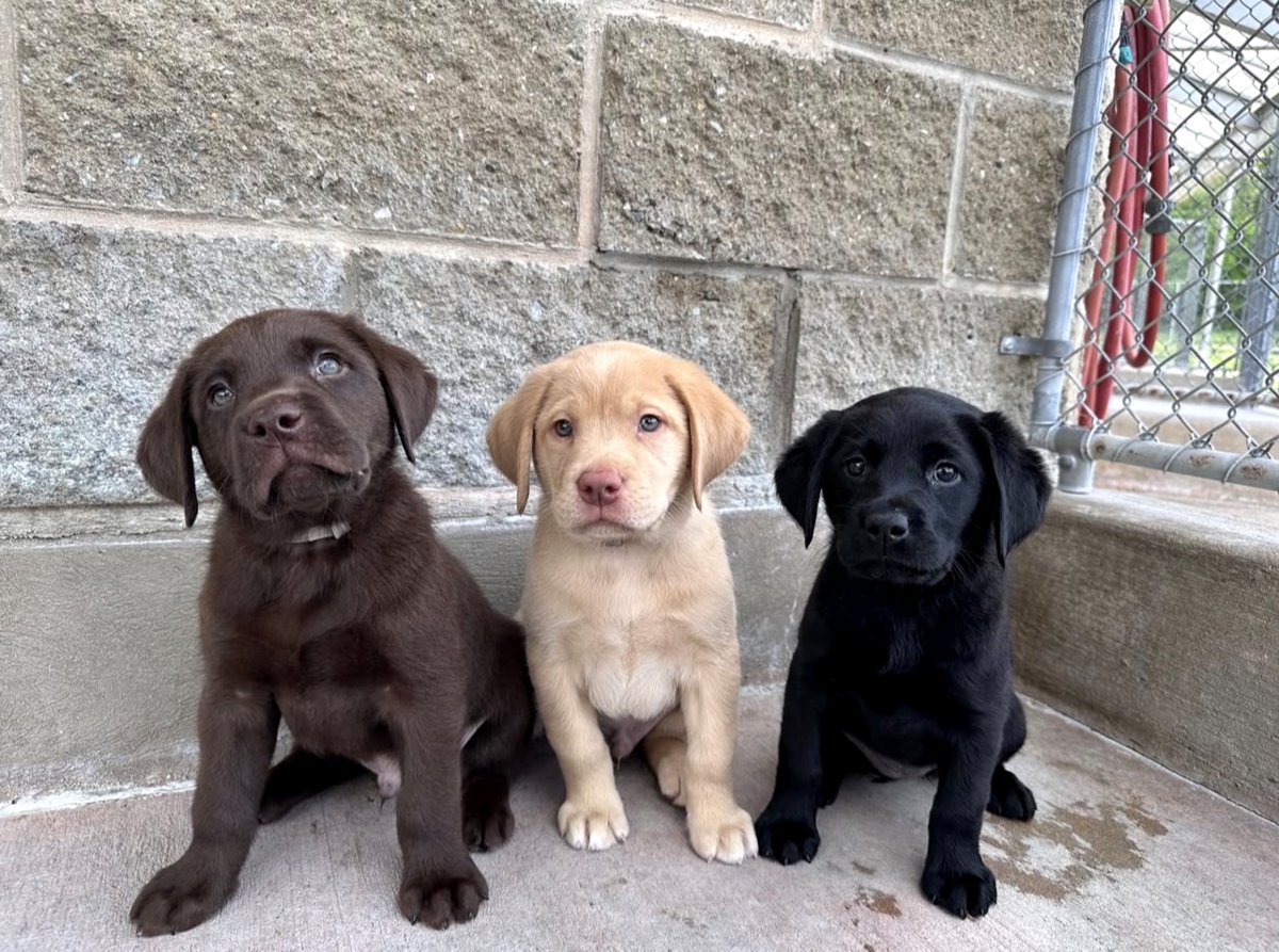 Labrador Retriever Puppies