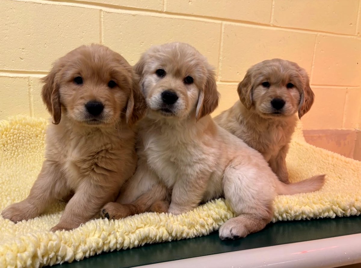 Golden Retriever Puppies