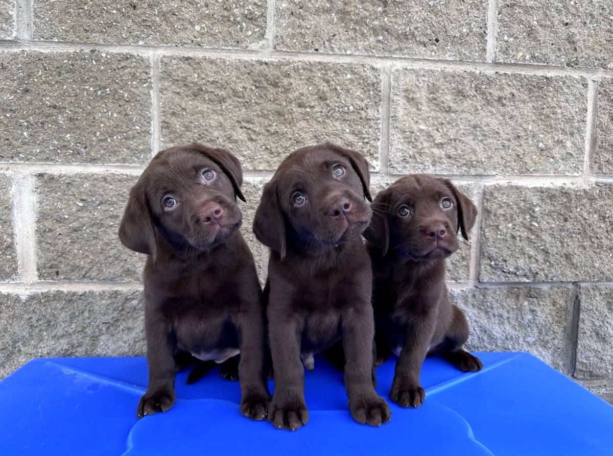 Labrador Retriever Puppies