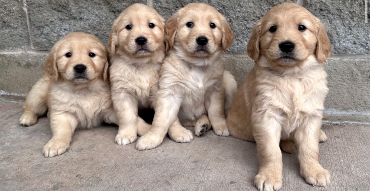 Golden Retriever Puppies