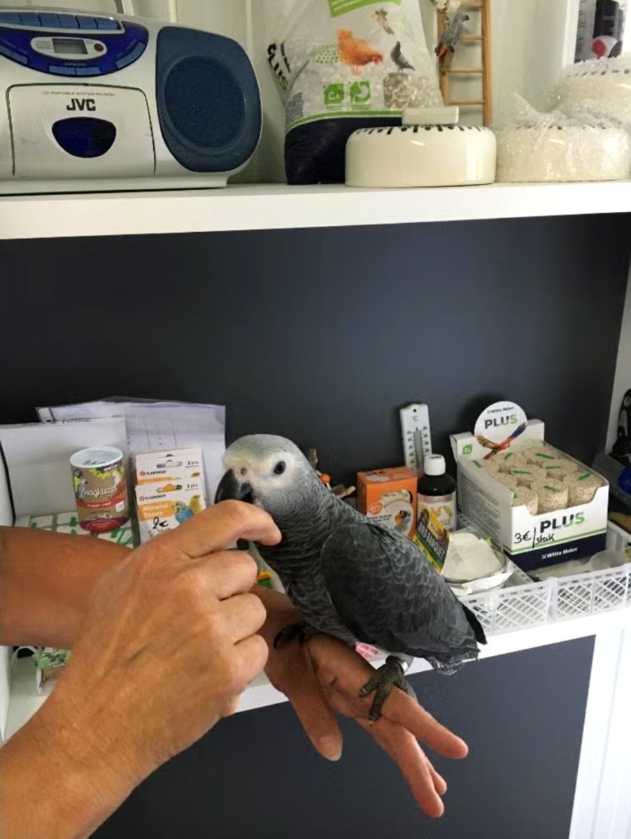Sweet and lovely African grey parrots for sale